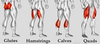 Squats are the most common exercise for building the quadriceps and other large thigh muscles. Leg Muscles And Workouts Cheap Online
