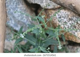 Image result for Cynoglossum lanceolatum