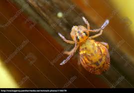 Scrolle oder springe zu dem arbeitsblatt, an dem du gerade arbeitest, und klicke den link an, der dich interessiert. Springschwanz 2 Lizenzfreies Bild 1106179 Bildagentur Panthermedia