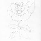 Maybe you would like to learn more about one of these? Pin On Trandafiri