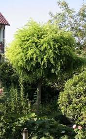 Hausbaume Fur Kleine Garten Garten Pflanzen Garten Und Garten Bepflanzen