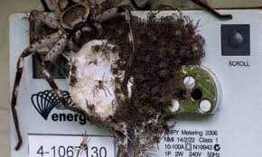 A video showing you how to quickly get rid of a large huntsman spider. Massive Spider Covers Australian Electricity Meter With Hundreds Of Its Babies Daily Mail Online