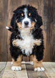 We did not find results for: Bernedoodle Dog Breed Information Facts Temperament Size All Things Dogs All Things Dogs