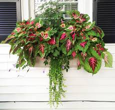 Start with a beautiful, healthy coleus plant and care for it properly, and you will be rewarded for your efforts with a magnificent house plant. Container Gardening Quick Start Guide Yard Home
