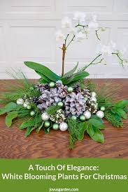 The trees are a little young to show full growth habit and many might not be readily available, but for the tree lover this is an inspiring collection. A Touch Of Elegance White Blooming Plants For Christmas