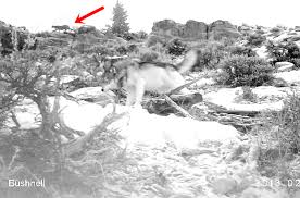 Check spelling or type a new query. Mountain Lions Often Lose To Wolves And Bears Study Finds