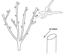 Alwerdts gardens employee robin mclaughlin demonstrates the proper way to prune a knockout shrub rose bush in the fall. Rose Pruning Guide
