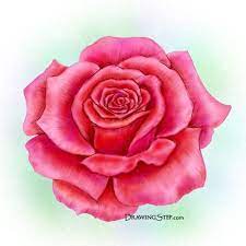 To draw a compass rose, start by drawing a circle with 1 horizontal and 1 vertical line intersecting in the center. Group Of How To Draw A Rose Step By Step We Heart It Pencil Drawings Of Flowers Flower Drawing Rose Drawing
