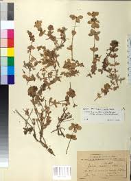 Image result for Calycosiphonia