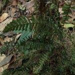 Image result for Trichomanes crispiforme