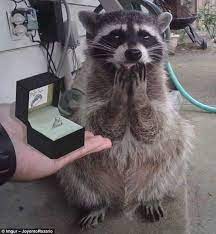 Take a cool look at top 10 weird and wonderful pictures. Comical Photos Capture Dramatic Animals Around The World Cute Funny Animals Cute Little Animals Cute Baby Animals