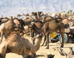 In the morning the ground turns to be a trading center and by the evening people join together to celebrate. Pushkar Camel Fair Get The Detail Of Pushkar Camel Fair On Times Of India Travel