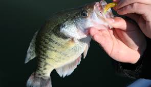 Maybe you would like to learn more about one of these? Game And Fish Fishing Forecast Michigan