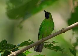 Cucak ijo (ci) adalah salah satu burung kicauan yang memiliki banyak penggemar dan yang popularitasnya paling awet dibanding burung kicauan jenis lainnya. Download Mp3 Suara Burung Cucak Hijau Untuk Masteran Situsburung Com Hijau Burung Suara