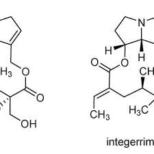 Image result for Crotalaria argyrolobioides
