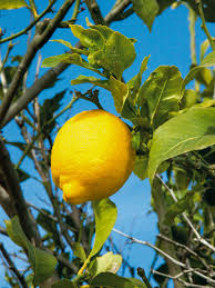 Il tue rapidement les agrumes et est connu pour dévaster les vergers. Les Maladies Les Plus Connues Citron De Menton