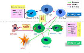 Adaptive Immunity In The Liver Cellular Molecular Immunology