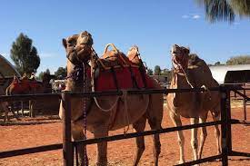 Mafu is on the right track, but verum is neuter singluar, not plural. Uluru Camel Cup Saddles Up For Sixth Year Of Races In The Red Centre Abc News