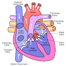 cardiac cycle and the human heart grade 9 understanding for