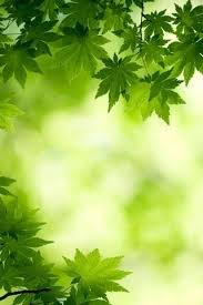 Nah tanpa panjang lebar berikut ini kami menyajikan download 570 background hijau vector hd paling keren. Paling Keren 20 Download Wallpaper Daun Hijau Green Maple Leaves Wallpaper Download To Your Mobile From Wallpaper Fern L Wallpaper Alam Hijau Latar Belakang
