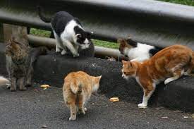 Keep Stray Cats Out Of Your Yard With These Easy Tips Feral Cats Cats Stray Cat