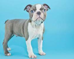 Boston terrier puppies are extremely popular because of their cute and compact appearance and their wonderful temperament. What Is A Blue Boston Terrier Photos Videos Boston Terrier Society