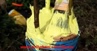 Ceviz Asisi Kabuk Altina Kalem Asisi Youtube Youtube Kaleler Agac