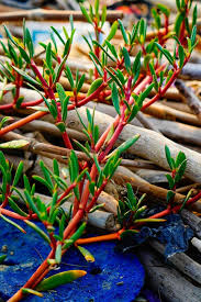 Image result for Sesuvium portulacastrum