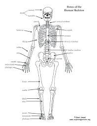 Anatomy for sculptors understanding the human, edition 2014. Skeletal System Labeling Worksheet Pdf Snowtanye Com