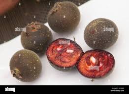 Image result for Dovyalis sp. A