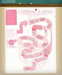 Parents Scholastic Digestive System Games Digestive System Excretory System
