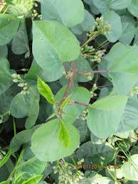 Image result for Ipomoea rubens