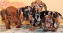 Dachshund Puppies for Sale | Buy Long Haired Dachshund in ...