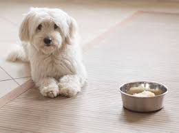 Schonkost Fur Hunde Selber Kochen Tipps Und Rezepte