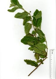 Image result for Waltheria indica