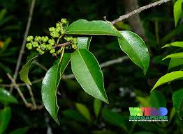 Image result for Excoecaria bussei