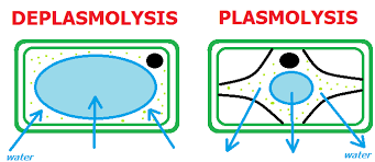 Importance Of Plasmolysis And Deplamolysis In Plants