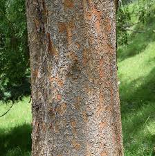 Image result for Ulmus parvifolia