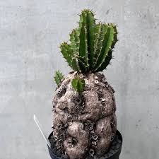 Image result for Euphorbia mlanjeana