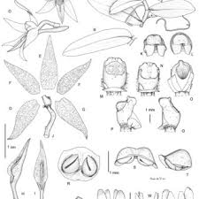 Image result for Polystachya delepierrei