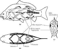 Principles Of Actuation In The Muscular System Of Fish Semantic Scholar
