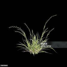 Image result for Aristida stipoides
