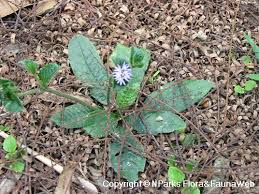 Image result for Elephantopus scaber