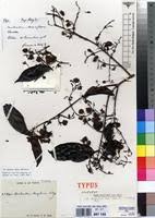 Image result for Combretum fuscum