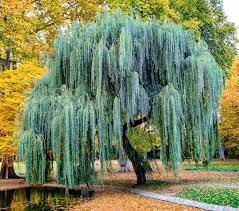 Image result for Salix babylonica