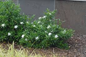 Gardenia Jasminoides Radicans Creeping Gardenia Dwarf Gardenia Miniature Gardenia Trailing Gardenia North C In 2020 Dwarf Gardenia Plants Plant Identification