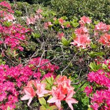 Azaleas bloom in the spring (may and june in the temperate northern hemisphere, and december and january in the southern hemisphere), their flowers often lasting several weeks. Rhododendron Molle Azalee