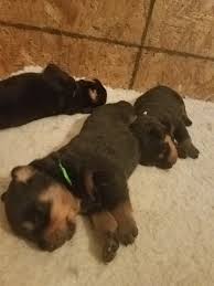 The dogs were known in german as rottweiler metzgerhund, which means rottweil butchers dogs, because their main use was to pull. Purebred Rottweiler Puppies For Sale 800 Homesteading Forum