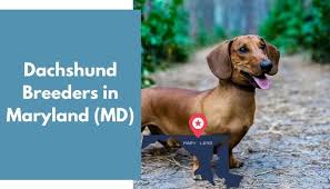 Lancaster puppies has olde english bulldogges puppies for sale. 12 Dachshund Breeders In Maryland Md Dachshund Puppies For Sale Animalfate