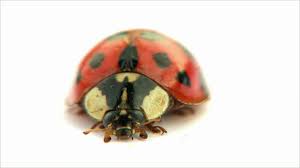 👉how to make:making ladybug for kidshello! Finding Ladybugs In Your House Hereis How To Get Rid Of Them Southern Living